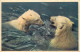 CPA - OURS BLANC - PARC ZOOLOGIQUE DU BOIS DE VINCENNES - PARIS - Ours