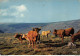 Cow / Vache - Paturages Sur Les Plateaux - Éditions Cap-Théojac 1980 CPM - Cows