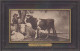 AK 210367 COW / KUH ... - Cows