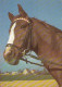 AK 210377 HORSE / PFERD ... - Caballos