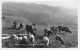 63 LE MONT DORE  Paturage Vaches Et Moutons à Servières (Scans R/V) N° 36 \MO7043 - Le Mont Dore