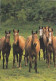 AK 210380 HORSE / PFERD ... - Ungarische Halbbluthengste - Horses