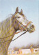AK 210384 HORSE / PFERD ... - Pferde