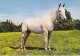 AK 210386 HORSE / PFERD ... - Chevaux