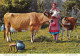 A Milkmaid Withe  JERSEY Cow And Calf(Scans R/V) N° 85 \MO7064 - Other & Unclassified