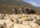 LESOTHO Lessouto Chèvres Cavaliers à Molimo-Nthuse BASOTHO Carte Vierge Non Circulé (Scans R/V) N° 62 \MP7102 - Lesotho