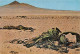 NAMIBIE Namibia Namib S.W.A Welwitschia Mirabilis éditions S.W (Scans R/V) N° 33 \MP7109 - Namibië