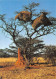 NAMIBIE Namibia Namib Nids D'oiseaux  Carte Vierge Non Circulé éditions Munkelt (Scans R/V) N° 40 \MP7109 - Namibie