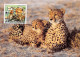 Burkina Faso Haute-Volta 1984 WWF Panthère Leopard Guépard Carte Premier Jour 120Francs (Scan R/V) N° 66 \MP7123 - Burkina Faso