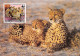 Burkina Faso OUAGADOUGOU Gepard Guepard Cheetah Carte Vierge Non Circulé Haute Volta (Scan R/V) N° 50 \MP7135 - Burkina Faso