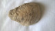 Fossile D'huitre 100mm Par 70mm Hauteur 45mm - 352 Grammes - Fossilien