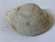 Coquillage Fossile - Clovis 102 Grammes 7,5 Cm X 5 Cm X 2,5 Cm - Fossilien