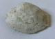 Coquillage Fossile - Clovis 102 Grammes 7,5 Cm X 5 Cm X 2,5 Cm - Fósiles