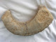 Ammonite 22cm X 12 Cm - 2060 Grammes - Fósiles