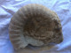 Ammonite 13,5 Cm X 11 Cm épaisseur 4 Cm - Poids 900 Gr - Fósiles