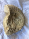 Ammonite 13,5 Cm X 11 Cm épaisseur 4 Cm - Poids 900 Gr - Fossils