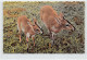 Congo Kinshasa - Antilopes Céphalophes De Grimm, Région D'Aru - Ed. Dupont (Bunia) 2749 - Belgian Congo