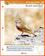 BRUANT CENDRILLARD Oiseau Illustrée Documentée  Animaux Oiseaux Fiche Dépliante Animal - Tiere