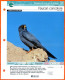 FAUCON CONCOLORE Oiseau Illustrée Documentée  Animaux Oiseaux Fiche Dépliante Animal - Animals