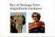 7-5-2024 (4 Z 25) Australia - Taronga Zoo Elephant (& Women) - Elefanti