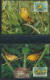 Delcampe - WWF Barbados 770-773 Tiere Vögel Goldwaldsänger Kpl. Kapitel Bestehend - Barbades (1966-...)
