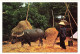 THAILANDE - Thai Farmer Threshed Her Corns With Buffalo - Boeuf - Femme - Paysanne - Carte Postale - Thailand