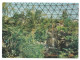 QUEEN ELISABETH PARK - BLOEDEL CONSERVATORY - VANCOUVER - BRITISH COLUMBIA - CANADA  - - Vancouver