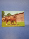 In Posa-fg-1976 - Horses
