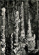 48 - Meyrueis - Grotte De L'Aven Armand - Un Groupe De Stalagmites Dans La Forêt Vierge - Mention Photographie Véritable - Meyrueis
