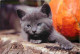 Animaux - Chats - CPM - Voir Scans Recto-Verso - Cats