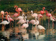 Oiseaux - Flamants Roses - Parc Ornithologique Départemental De Villars Les Dombes - Flamingos - CPM - Voir Scans Recto- - Birds