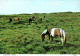 18747 DARTMOR PONIES  Poneys Dartmoor  Chevaux   (2 Scans) - Pferde