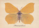 SCHMETTERLINGE Tier Vintage Ansichtskarte Postkarte CPSM #PBS444.A - Schmetterlinge
