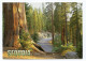 SEQUOIA National Park - Andere & Zonder Classificatie