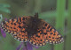 MARIPOSAS Animales Vintage Tarjeta Postal CPSM #PBS439.ES - Butterflies
