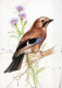 OISEAU Animaux Vintage Carte Postale CPSM #PAN267.FR - Oiseaux