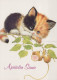 CAT KITTY Animals Vintage Postcard CPSM #PAM142.GB - Katzen
