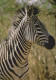 CAVALLO Animale Vintage Cartolina CPSM #PBR920.IT - Horses