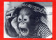 SCIMMIA Animale Vintage Cartolina CPSM #PAN983.IT - Singes