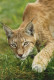 LYNX GRANDE GATTO Animale Vintage Cartolina CPSM #PAM020.IT - Other & Unclassified