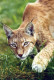 LYNX GRANDE GATTO Animale Vintage Cartolina CPSM #PAM020.IT - Other & Unclassified