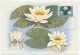Maximum Card Netherlands 1960 Water Lily - Floriade - Autres & Non Classés
