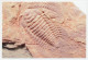 Postal Stationery China 2006 Fossil - Trilobite - Préhistoire