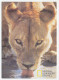 Postal Stationery Hungary 1999 Lion - National Geographic Channel - Autres & Non Classés