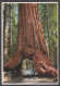 121106/ YOSEMITE PARK, Wanona Tree - Yosemite