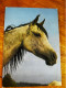 Horses Postcard From Poland, Krajowa, KAW, Pferd Cheval Arabian Janow - Caballos