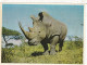 ANIMAUX & FAUNE.  CPSM. . " RHINOCEROS"  AFRIQUE DU SUD. HLUHLUWE GAME RESERVE. ZULULAND - Rhinozeros