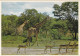 ANIMAUX & FAUNE.  CPSM. . " GRACEFUL GIRAFFE "  AFRIQUE DU SUD. NATIONAL PARKS - Giraffe