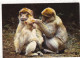 ANIMAUX & FAUNE.  CPSM. .SINGES  " MACAQUES DE BARBARIE " . 67. KINTZHEIM. LA MONTAGNE DES SINGES. + TEXTE - Scimmie