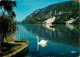 01 - Nantua - Le Lac - Cygnes - CPM - Etat Pli Visible - Voir Scans Recto-Verso - Nantua